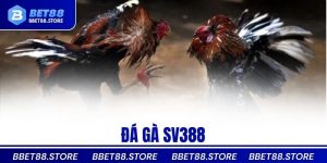Đá gà SV388