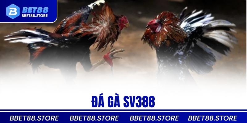 Đá gà SV388