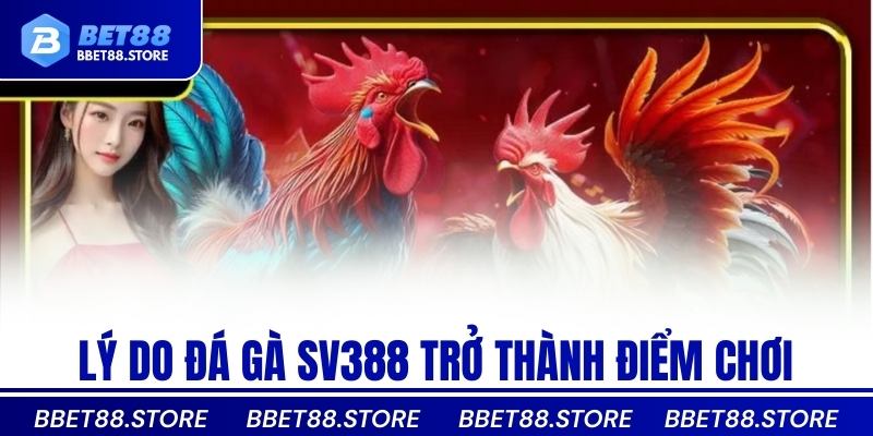 Lý do đá gà sv388 trở thành điểm chơi