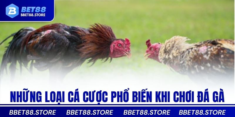 Những loại cá cược phổ biến khi chơi đá gà