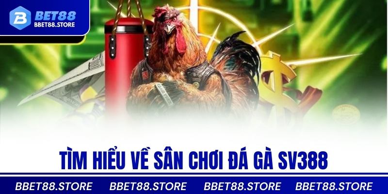 Tìm hiểu về sân chơi đá gà SV388